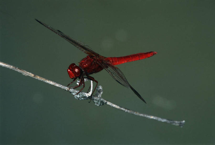 无人,横图,室外,特写,白天,侧面,时尚,野生动物,科学,蜻蜓,昆虫,红色,自然,动物,t台,生物,摄影,红蜻蜓,环境,生物学,节肢动物,益虫,豆娘,时装表演,时装秀,t型台,走秀,彩图,动物学
