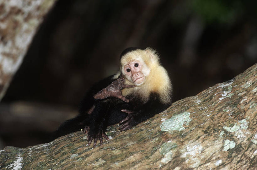 无人,坐,横图,室外,白天,时尚,哺乳动物,野生动物,猴子,枝,树,自然,动物,t台,摄影,环境,生物学,近景,灵长目,卷尾猴,白喉卷尾猴,时装表演,时装秀,t型台,走秀,彩图,动物学