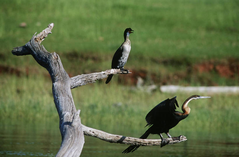 无人,坐,横图,室外,白天,时尚,海鸟,野生动物,科学,鸬鹚,鸟类,枝,树,自然,动物,两只,t台,摄影,栖息,环境,水禽,生物学,红蛇鹈,时装表演,时装秀,t型台,走秀,彩图,动物学