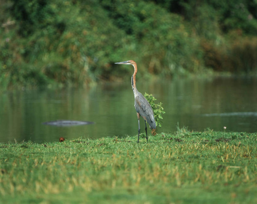 无人,站,横图,室外,白天,时尚,河流,野生动物,科学,苍鹭,鸟类,流水,草,自然,动物,t台,摄影,环境,生物学,鹳,国家公园,扎伊尔,刚果民主共和国,巨鹭,时装表演,时装秀,t型台,走秀,彩图,动物学,郊野公园