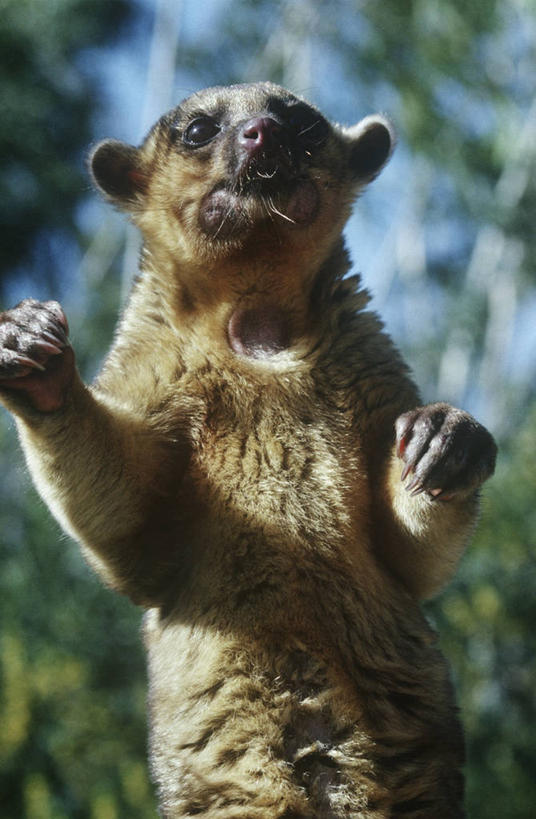 无人,站,竖图,室外,白天,时尚,哺乳动物,野生动物,熊,科学,自然,动物,t台,摄影,环境,生物学,近景,蜜熊,时装表演,时装秀,t型台,走秀,彩图,动物学,好奇心