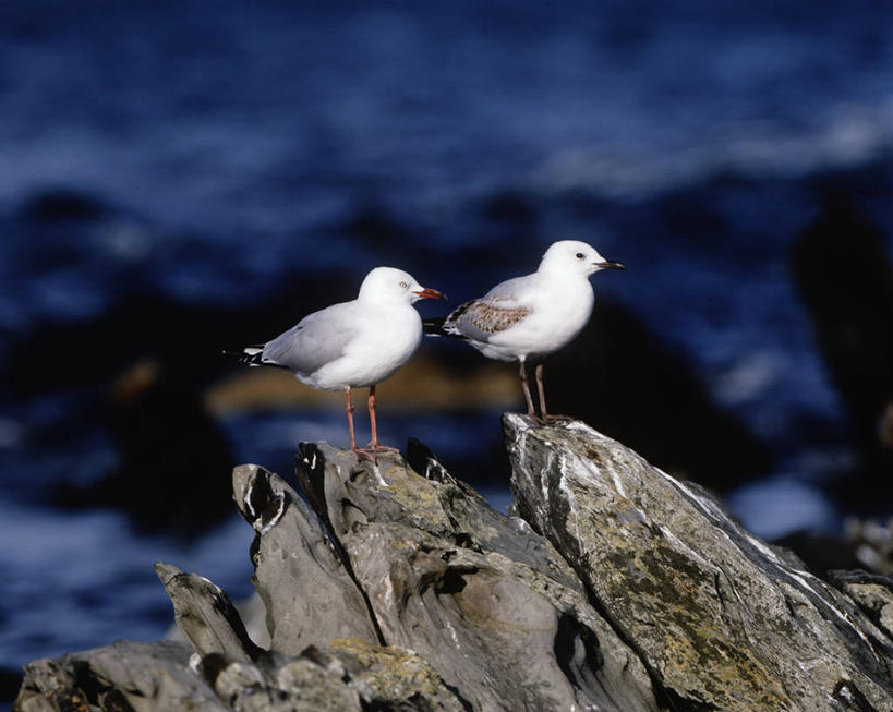 无人,站,横图,室外,白天,时尚,海鸟,海鸥,鸟,野生动物,澳大利亚,科学,鸟类,自然,动物,两只,t台,摄影,栖息,环境,生物学,澳大拉西亚,袋鼠岛,南澳大利亚,时装表演,时装秀,t型台,走秀,岩石,彩图,动物学