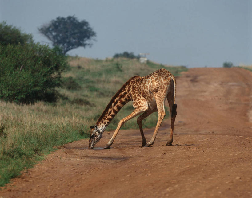 无人,站,横图,室外,白天,时尚,水,哺乳动物,长颈鹿,野生动物,非洲,肯尼亚,喝,弯腰,科学,自然,动物,t台,摄影,环境,生物学,气候,偶蹄目,东非,国家野生动物保护区,水坑,马赛长颈鹿,死水,时装表演,时装秀,t型台,走秀,彩图,马赛马拉国家保护区,动物学