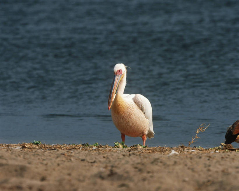 无人,站,横图,室外,白天,时尚,湖,河流,水,海鸟,野生动物,科学,鸟类,沙子,河岸,流水,水边,自然,动物,t台,摄影,环境,水禽,生物学,国家公园,扎伊尔,刚果民主共和国,美洲白鹈鹕,时装表演,时装秀,t型台,走秀,海滩,彩图,动物学,郊野公园