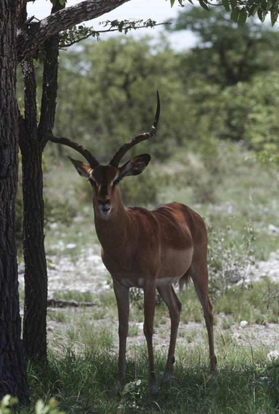 无人,站,竖图,室外,白天,时尚,哺乳动物,野生动物,羚羊,树,自然,动物,t台,摄影,环境,生物学,偶蹄目,黑斑羚,机敏,时装表演,时装秀,t型台,走秀,彩图,动物学