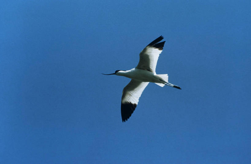 无人,横图,室外,白天,仰视,时尚,野生动物,科学,反嘴鹬,鸟类,飞,天空,自然,动物,t台,摄影,环境,生物学,万里无云,时装表演,时装秀,t型台,走秀,彩图,低角度拍摄,动物学