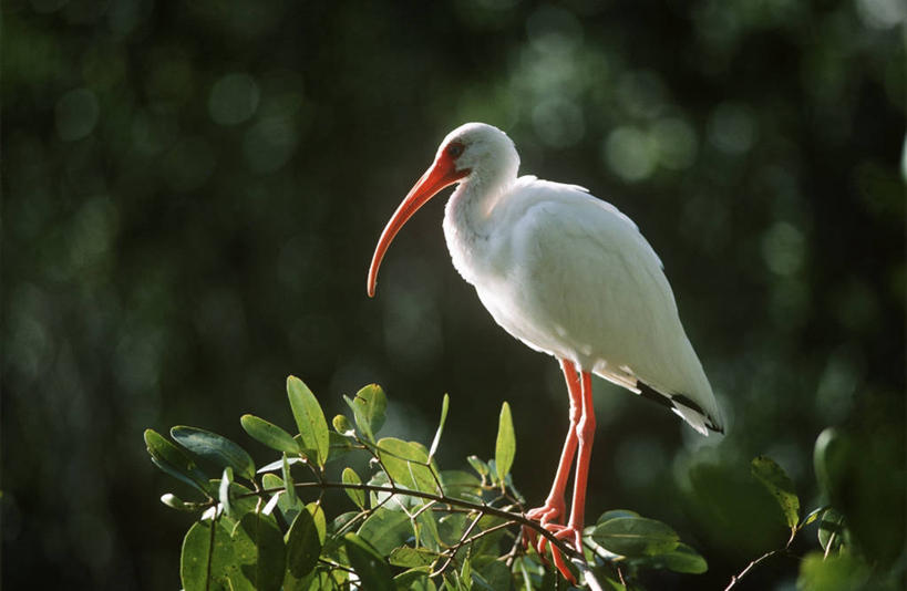 无人,站,横图,室外,白天,时尚,野生动物,科学,鸟类,枝,树,自然,动物,t台,摄影,栖息,环境,生物学,鹳,白朱鹭,朱鹭,时装表演,时装秀,t型台,走秀,彩图,动物学