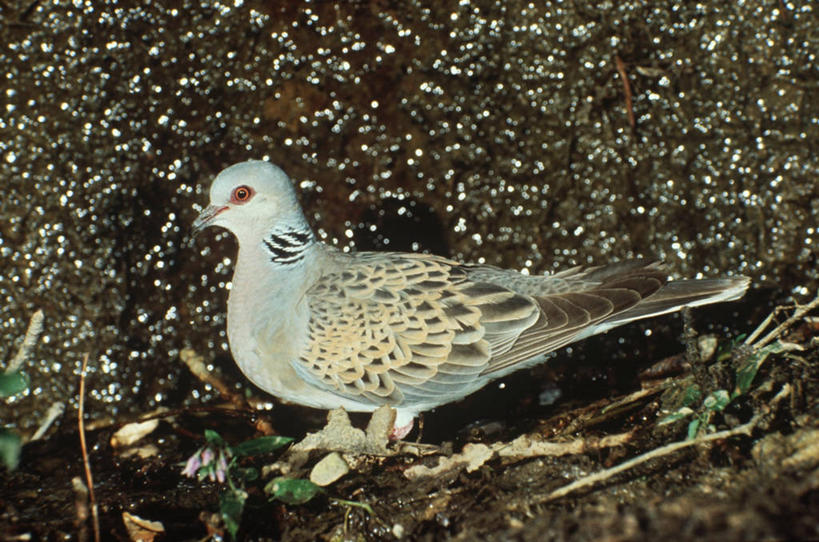 无人,坐,横图,室外,白天,侧面,时尚,鸽子,野生动物,科学,斑鸠,鸟类,自然,动物,t台,摄影,环境,生物学,时装表演,时装秀,t型台,走秀,彩图,动物学