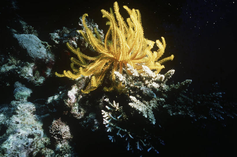 无人,横图,室外,时尚,水下,海洋,水,野生动物,科学,海洋生物,无脊椎动物,自然,动物,t台,摄影,环境,生物学,水生动物,水生物,棘皮动物,海底动物,海百合,时装表演,时装秀,t型台,走秀,彩图,动物学