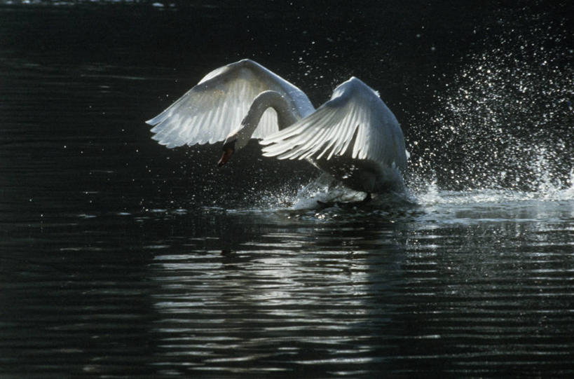 无人,横图,室外,白天,时尚,湖,水,野生动物,天鹅,溅,科学,鸟类,着陆,飞,自然,动物,t台,摄影,环境,生物学,疣鼻天鹅,撞击,时装表演,时装秀,t型台,走秀,彩图,动物学