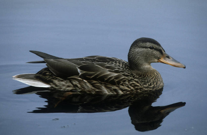 游泳,无人,横图,室外,白天,侧面,时尚,湖,水,野生动物,反射,科学,鸟类,鸭子,自然,动物,t台,摄影,环境,生物学,野鸭,时装表演,时装秀,t型台,走秀,彩图,动物学