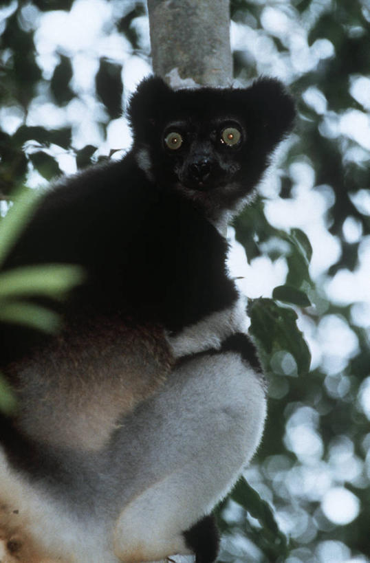 无人,坐,竖图,室外,白天,仰视,时尚,哺乳动物,猴,野生动物,猴子,非洲,马达加斯加,科学,树,自然,动物,t台,可爱,摄影,活泼,环境,生物学,国家公园,近景,狐猴,灵长目,机敏,阿非利加洲,东非,马达加斯加共和国,大狐猴,原狐猴,塔马塔夫,时装表演,时装秀,t型台,走秀,彩图,低角度拍摄,动物学