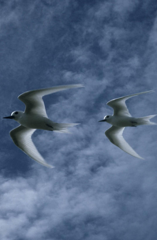 无人,竖图,室外,白天,仰视,时尚,野生动物,科学,鸟类,燕鸥,云,注视,飞,天空,自然,动物,观察,看,两只,t台,摄影,观看,环境,察看,生物学,关注,白燕鸥,时装表演,时装秀,t型台,走秀,彩图,低角度拍摄,动物学