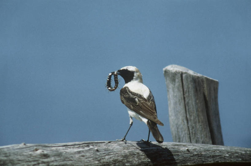 无人,站,吃,横图,室外,白天,时尚,野生动物,科学,鸟类,栅栏,篱笆,自然,动物,两只,t台,摄影,环境,生物学,蚯蚓,时装表演,时装秀,t型台,走秀,彩图,环节动物,动物学