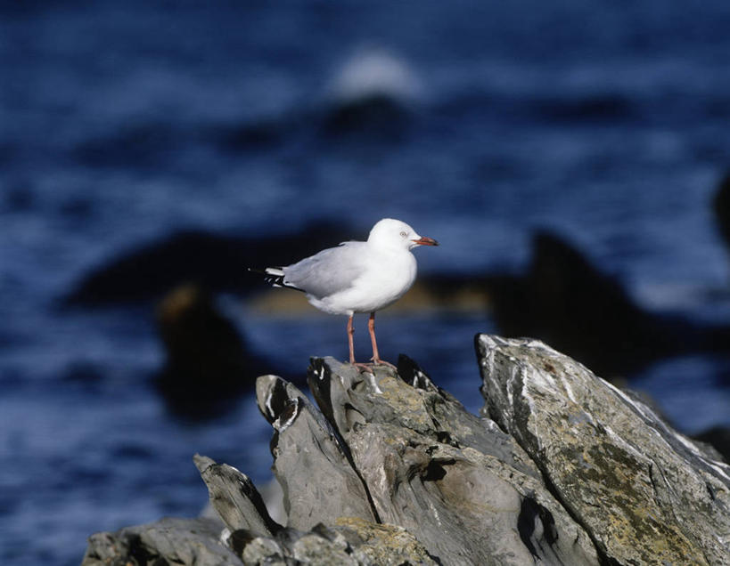 无人,站,横图,室外,白天,时尚,海鸟,海鸥,鸟,野生动物,澳大利亚,科学,鸟类,自然,动物,t台,摄影,栖息,环境,生物学,澳大拉西亚,袋鼠岛,南澳大利亚,时装表演,时装秀,t型台,走秀,岩石,彩图,动物学