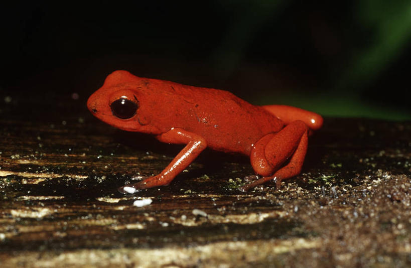 无人,坐,横图,彩色,室外,夜晚,侧面,时尚,野生动物,科学,红色,自然,动物,t台,摄影,五颜六色,环境,色彩斑斓,生物学,有毒,五彩缤纷,五彩斑斓,毒标枪蛙,毒箭蛙,箭毒蛙,五光十色,时装表演,时装秀,t型台,走秀,草莓毒刺蛙,草莓箭毒蛙,彩图,动物学