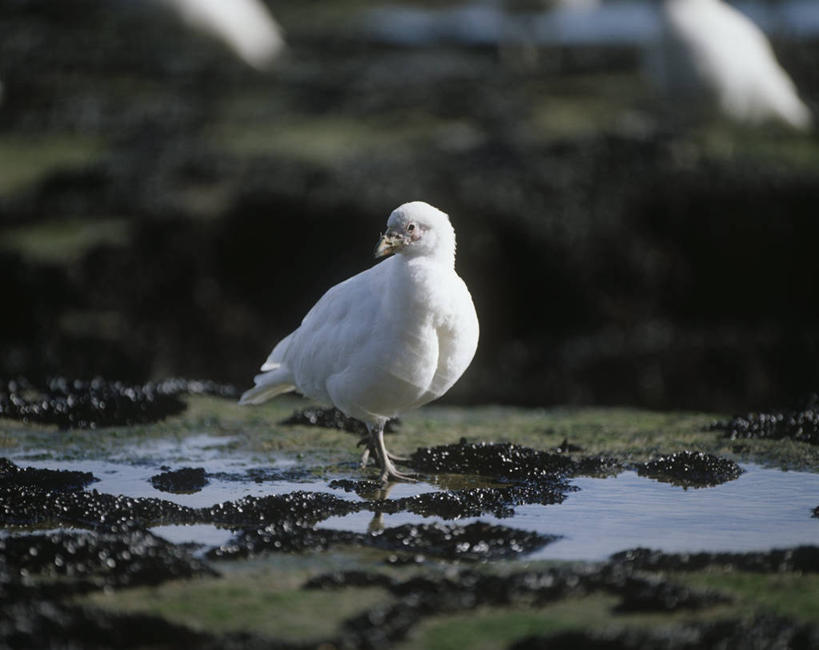 无人,横图,室外,白天,时尚,水,野生动物,科学,鸟类,自然,动物,t台,摄影,环境,生物学,死水,时装表演,时装秀,t型台,走秀,步行,彩图,动物学,潮水坑