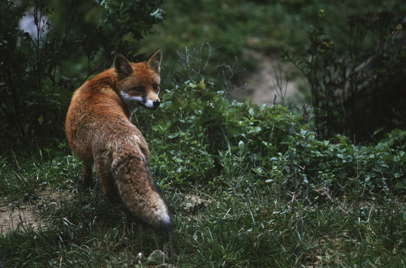 无人,站,横图,室外,白天,时尚,森林,哺乳动物,狐狸,野生动物,斯洛文尼亚,扭头,注视,背面,自然,动物,观察,看,转头,t台,摄影,观看,环境,察看,生物学,国家公园,关注,野狗,巴尔干,机敏,特里格拉夫国家公园,时装表演,时装秀,t型台,走秀,红狐,彩图,动物学,郊野公园