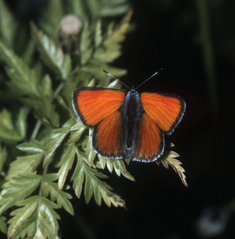 无人,坐,竖图,方图,俯视,室外,特写,白天,时尚,野生动物,蝴蝶,叶子,科学,昆虫,自然,动物,t台,生物,摄影,环境,生物学,节肢动物,益虫,时装表演,时装秀,t型台,走秀,彩图,高角度拍摄,动物学
