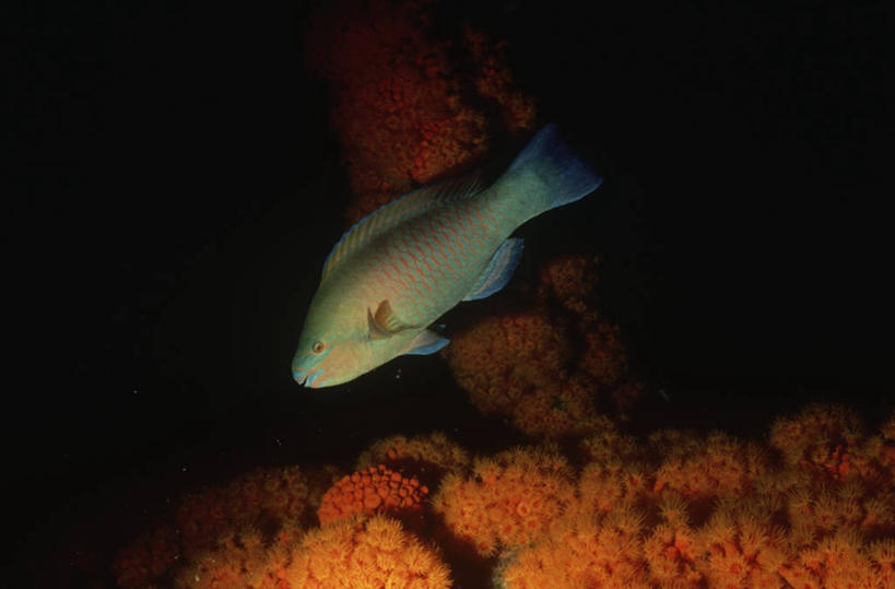 无人,横图,室外,时尚,水下,海洋,水,热带鱼,野生动物,科学,鱼,鱼类,自然,动物,t台,摄影,鲈鱼,环境,生物学,花鲈,鲈板,鲈子鱼,鹦嘴鱼,时装表演,时装秀,t型台,走秀,彩图,动物学