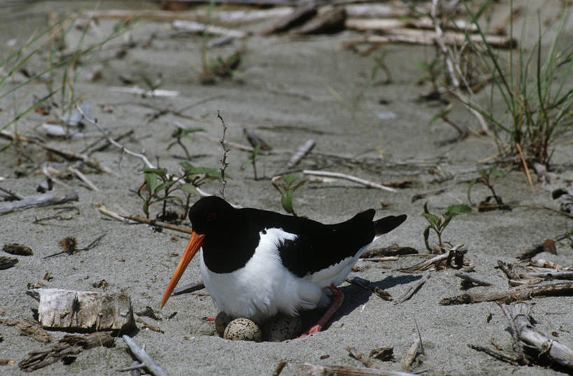 无人,坐,横图,室外,白天,时尚,野生动物,科学,鸟类,沙子,自然,动物,t台,摄影,环境,生物学,卵,产卵,时装表演,时装秀,t型台,走秀,彩图,动物学