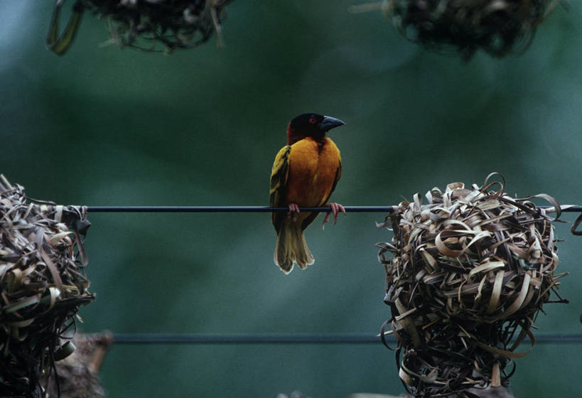 无人,坐,横图,室外,白天,时尚,野生动物,一排,整齐,科学,鸟类,鸟巢,排列,自然,动物,钢筋,t台,摄影,栖息,环境,生物学,队列,警官,热带鸟,西非,织巢鸟,时装表演,时装秀,t型台,走秀,象牙海岸,彩图,动物学