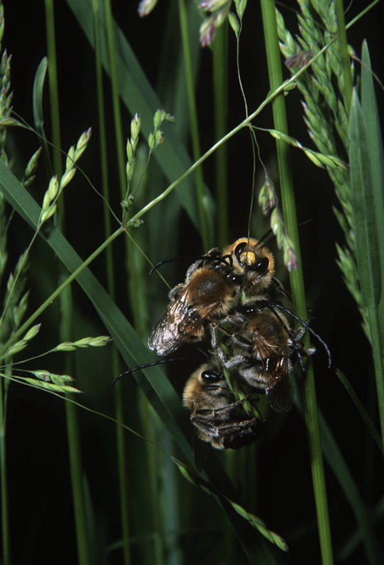 无人,竖图,室外,特写,白天,时尚,野生动物,蜜蜂,四只,昆虫,草,自然,动物,t台,生物,摄影,环境,生物学,节肢动物,益虫,时装表演,时装秀,t型台,走秀,彩图,动物学
