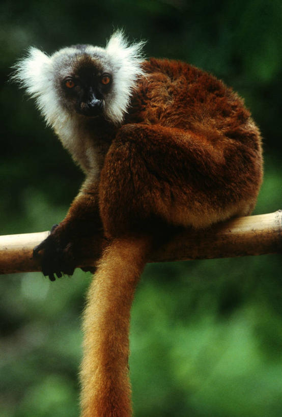 无人,坐,竖图,室外,白天,时尚,哺乳动物,野生动物,马达加斯加,科学,枝,自然,动物,t台,摄影,环境,生物学,狐猴,黑狐猴,灵长目,东非,时装表演,时装秀,t型台,走秀,彩图,原猴,动物学