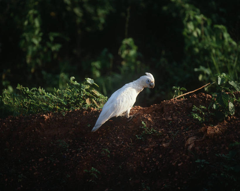 无人,坐,横图,室外,白天,时尚,野生动物,鹦鹉,澳大利亚,科学,鸟类,树,自然,动物,t台,摄影,环境,生物学,大洋洲,澳洲,南方大陆,澳大拉西亚,澳大利亚联邦,热带鸟,北领地,美冠鹦鹉,时装表演,时装秀,t型台,走秀,彩图,小凤头鹦鹉,动物学