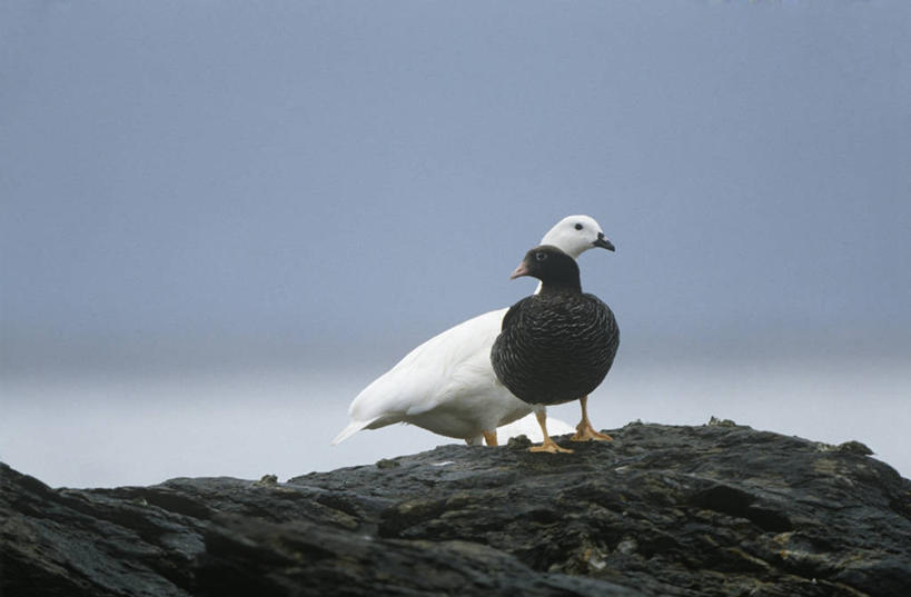 无人,站,横图,室外,白天,时尚,野生动物,阿根廷,科学,鸟类,自然,动物,两只,t台,南美,摄影,环境,生物学,火地群岛,时装表演,时装秀,t型台,走秀,彩图,动物学