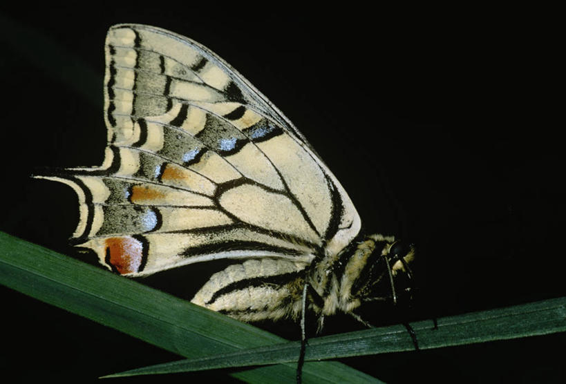 无人,横图,室外,特写,夜晚,侧面,时尚,野生动物,蝴蝶,叶子,黑色背景,昆虫,黑色,自然,动物,t台,生物,摄影,环境,生物学,节肢动物,凤尾蝶,时装表演,时装秀,t型台,走秀,彩图,动物学
