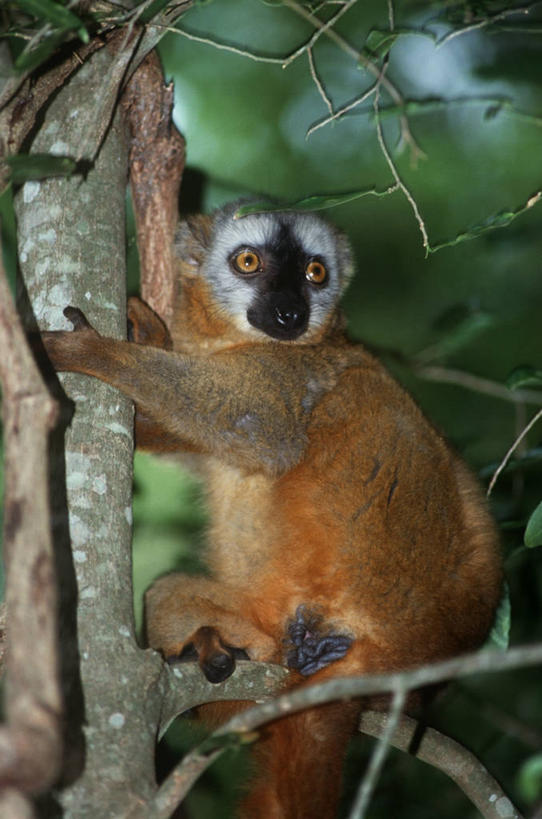 无人,坐,竖图,室外,时尚,哺乳动物,野生动物,猴子,照明,马达加斯加,科学,灯光,枝,拿着,灯,树,自然,黄昏,动物,灯具,看,t台,摄影,环境,照亮,生物学,照明设备,狐猴,闪光灯,灵长目,东非,时装表演,时装秀,t型台,走秀,彩图,领狐猴,动物学