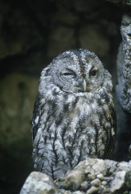 无人,坐,竖图,室外,白天,时尚,猫头鹰,鸟,野生动物,意大利,科学,鸟类,自然,动物,看,t台,摄影,环境,生物学,国家公园,南欧,近景,凶猛,灰林鸮,时装表演,时装秀,t型台,走秀,怪鸱,鸺鸱,残暴,凶残,鸮,枭,彩图,挤眉弄眼,窥视,林鸮,鸱鸮,鸮角鸱,动物学,郊野公园