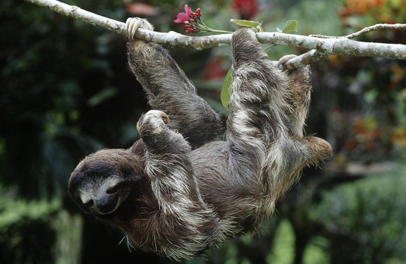 无人,攀登,横图,室外,白天,侧面,时尚,哺乳动物,野生动物,吊挂,悬挂,枝,挂,自然,动物,t台,摄影,环境,生物学,颠倒,户外活动,三趾树懒,褐喉树懒,树懒,时装表演,时装秀,t型台,走秀,彩图,动物学