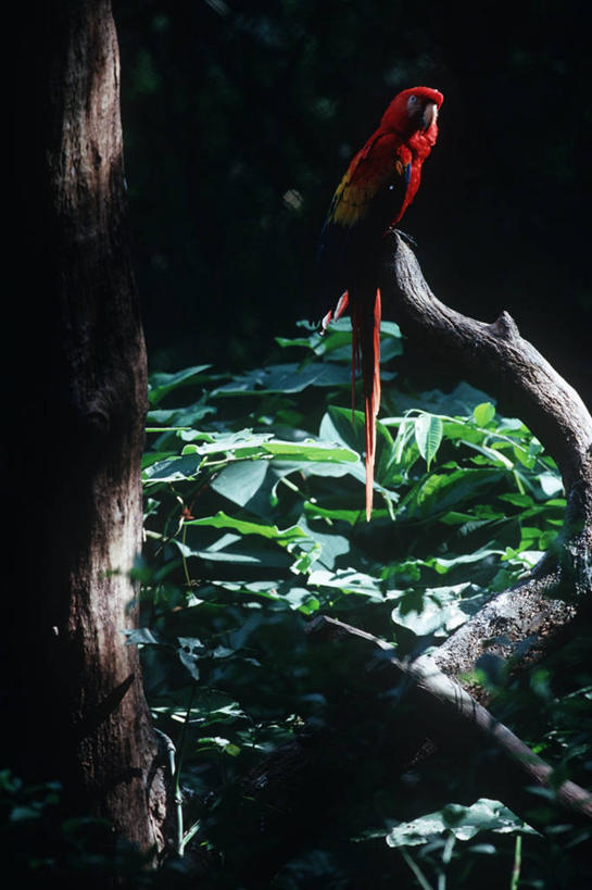 无人,坐,竖图,室外,白天,时尚,森林,野生动物,鹦鹉,科学,鸟类,枝,树,自然,动物,t台,摄影,栖息,环境,生物学,金刚鹦鹉,热带鸟,时装表演,时装秀,t型台,走秀,彩图,动物学