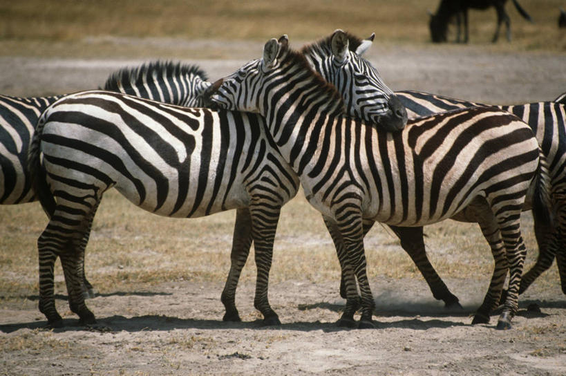 无人,站,横图,室外,白天,侧面,时尚,斑马,哺乳动物,马,貘,野生动物,四只,科学,自然,动物,t台,运输,摄影,牲畜,食草动物,环境,生物学,偶蹄目,时装表演,时装秀,t型台,走秀,彩图,动物学