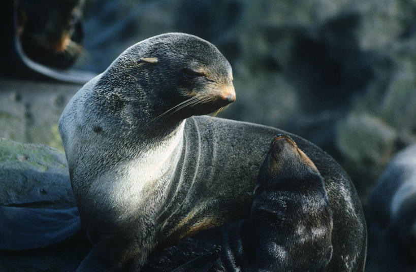 无人,横图,室外,白天,时尚,哺乳动物,野生动物,美国,科学,自然,动物,两只,t台,摄影,环境,生物学,阿拉斯加,海熊,普里比洛夫群岛,时装表演,时装秀,t型台,走秀,半身,彩图,动物学