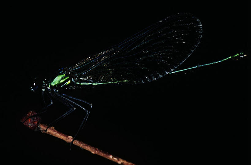无人,横图,室外,特写,夜晚,侧面,时尚,野生动物,黑色背景,科学,蜻蜓,昆虫,枝,黑色,自然,动物,t台,生物,摄影,环境,生物学,节肢动物,益虫,豆娘,嫩枝,时装表演,时装秀,t型台,走秀,彩图,动物学