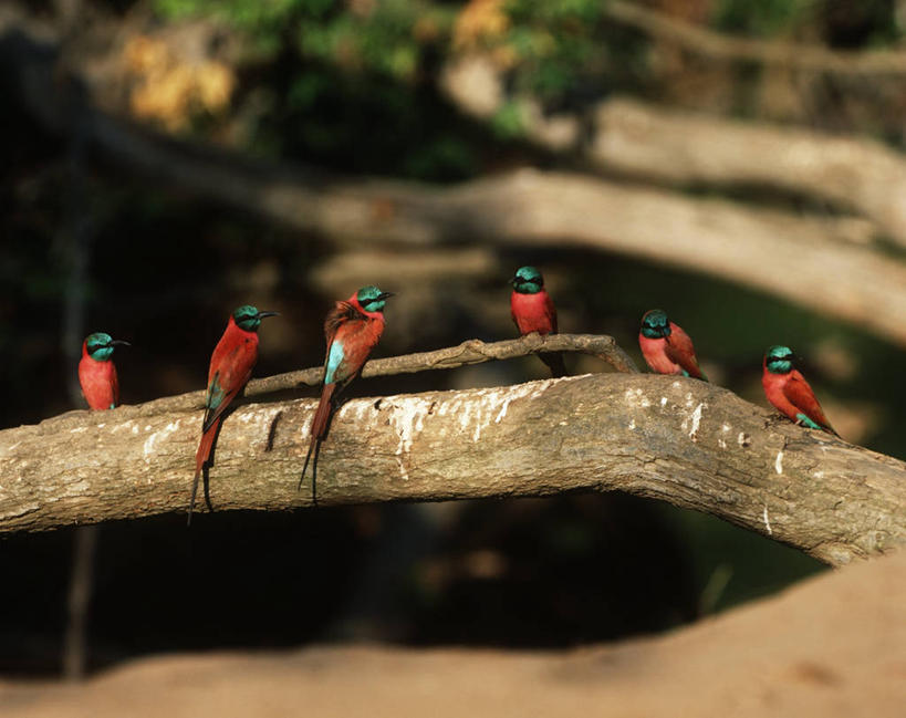 无人,坐,横图,室外,白天,时尚,野生动物,一排,整齐,科学,鸟类,枝,排列,自然,t台,摄影,栖息,环境,生物学,国家公园,队列,圆木,扎伊尔,食蜂鸟,黄喉蜂虎,刚果民主共和国,时装表演,时装秀,t型台,走秀,彩图,动物学,郊野公园