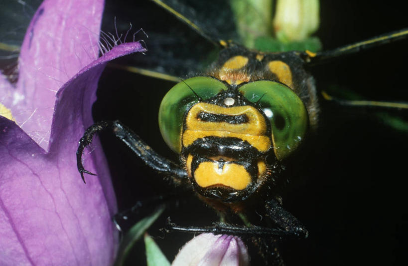 无人,横图,室外,特写,白天,时尚,野生动物,科学,蜻蜓,昆虫,花,自然,动物,t台,生物,摄影,部分,环境,生物学,节肢动物,益虫,时装表演,时装秀,t型台,走秀,彩图,动物学