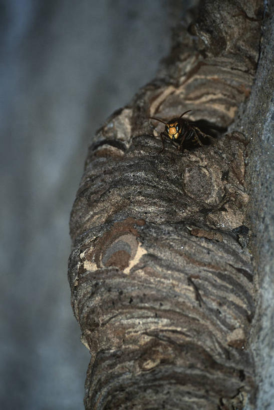 无人,竖图,室外,特写,白天,时尚,野生动物,科学,昆虫,鸟巢,自然,动物,t台,生物,摄影,部分,环境,生物学,节肢动物,黄蜂,益虫,时装表演,时装秀,t型台,走秀,彩图,动物学