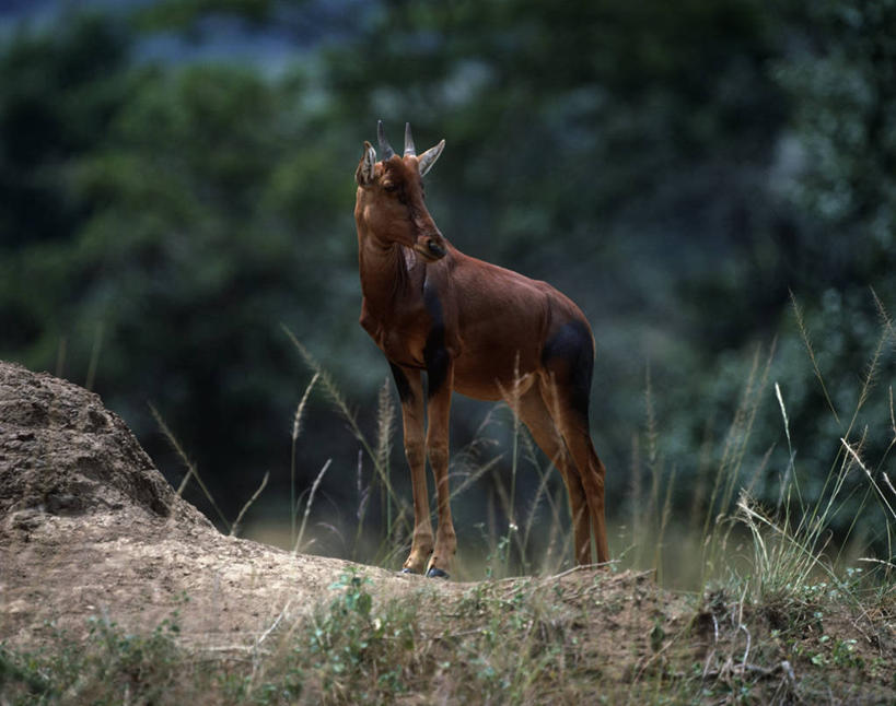 无人,站,横图,室外,白天,时尚,哺乳动物,野生动物,羚羊,草,自然,动物,t台,摄影,环境,生物学,偶蹄目,机敏,转角牛羚,时装表演,时装秀,t型台,走秀,彩图,动物学