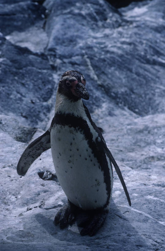 无人,站,竖图,室外,白天,时尚,企鹅,野生动物,挪威,欧洲,科学,鸟类,自然,动物,t台,摄影,环境,生物学,斯堪的纳维亚,北欧,斯堪的那维亚,斯堪的那维亚半岛,斯堪的纳维亚半岛,斯堪狄纳维亚半岛,卑尔根,挪威王国,霍达兰郡,霍达兰,时装表演,时装秀,t型台,走秀,彩图,动物学