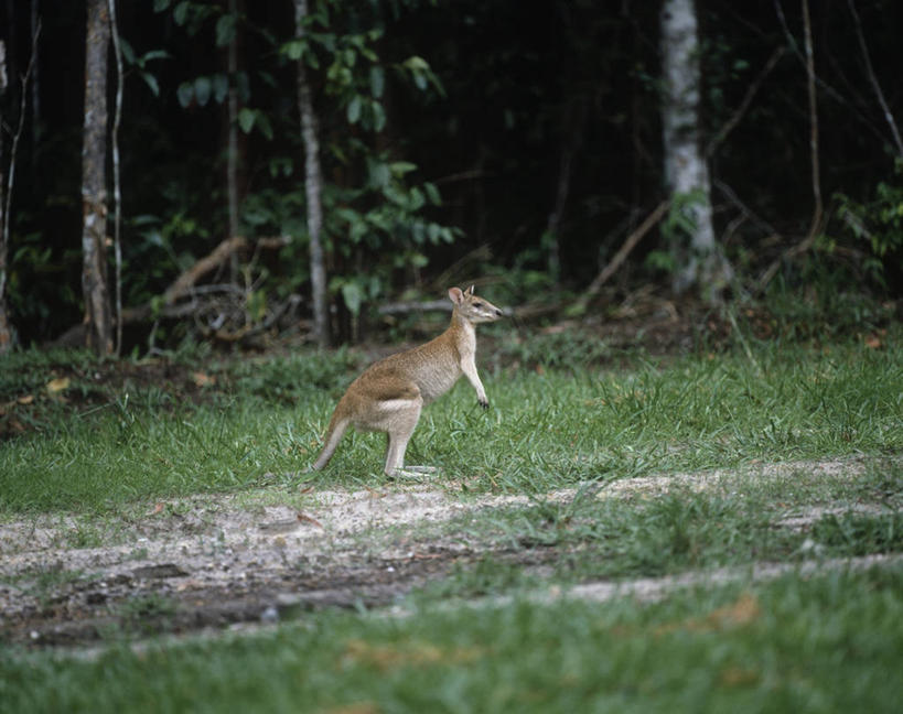 无人,站,横图,室外,白天,侧面,时尚,哺乳动物,袋鼠,野生动物,澳大利亚,草,自然,动物,t台,可爱,摄影,活泼,环境,生物学,昆士兰州,澳大拉西亚,育儿袋,时装表演,时装秀,t型台,走秀,彩图,动物学