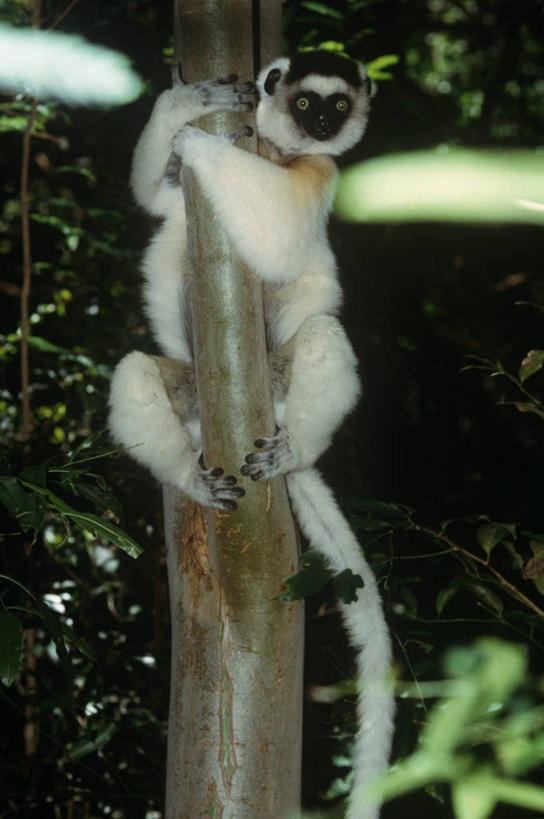 无人,攀登,竖图,室外,白天,时尚,哺乳动物,猴,野生动物,猴子,非洲,马达加斯加,科学,枝,树,自然,动物,t台,可爱,摄影,活泼,环境,生物学,狐猴,户外活动,灵长目,阿非利加洲,东非,马达加斯加共和国,时装表演,时装秀,t型台,走秀,彩图,原猴,动物学