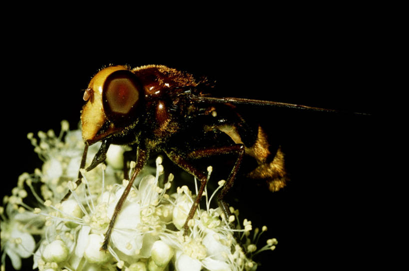 无人,横图,室外,特写,夜晚,侧面,时尚,野生动物,黑色背景,科学,昆虫,花,黑色,自然,动物,t台,生物,摄影,环境,生物学,节肢动物,益虫,食蚜蝇,时装表演,时装秀,t型台,走秀,彩图,动物学