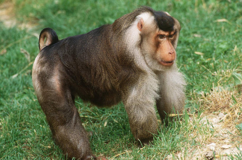 无人,站,横图,室外,白天,时尚,哺乳动物,野生动物,猴子,自然,动物,t台,摄影,环境,生物学,猕猴,苏门答腊,时装表演,时装秀,t型台,走秀,彩图,猪尾猕猴,动物学,态度