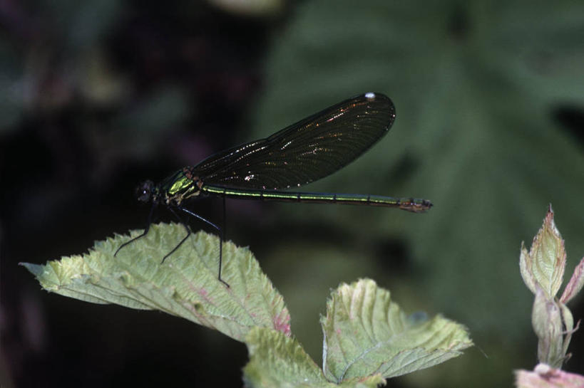 无人,横图,室外,特写,白天,侧面,时尚,野生动物,叶子,科学,蜻蜓,昆虫,绿色,自然,动物,t台,生物,摄影,环境,生物学,节肢动物,益虫,豆娘,时装表演,时装秀,t型台,走秀,彩图,动物学