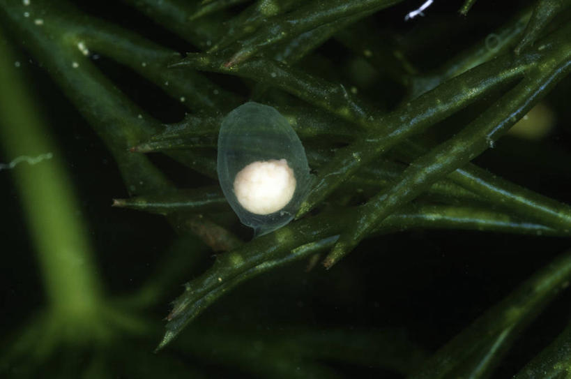 无人,横图,室外,特写,夜晚,时尚,植物,野生动物,叶子,科学,绿色,自然,t台,摄影,环境,生物学,改变,幼虫,蝾螈,卵,火蜥蜴,开端,时装表演,时装秀,t型台,走秀,彩图,动物学