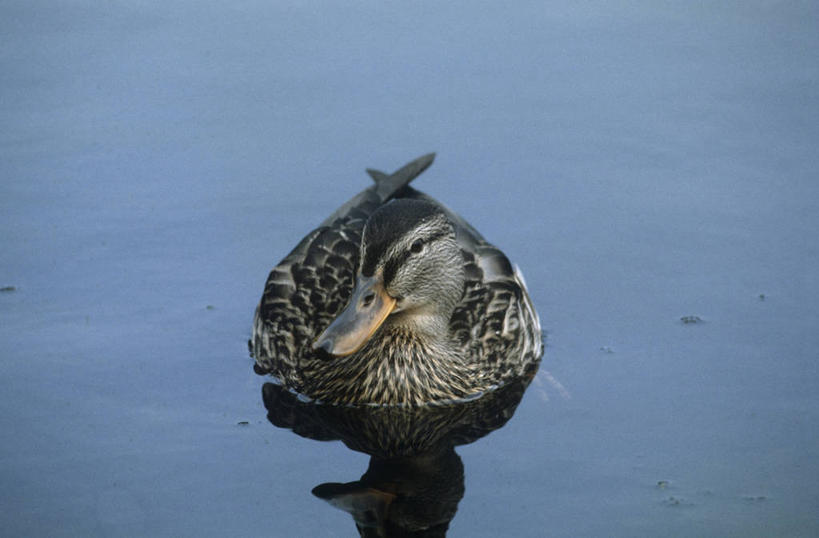 游泳,无人,横图,室外,白天,正面,时尚,湖,水,野生动物,科学,鸟类,鸭子,自然,动物,t台,摄影,环境,生物学,野鸭,时装表演,时装秀,t型台,走秀,彩图,动物学